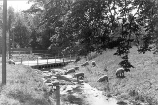 A tranquil scene at the ford where Rectory Lane crosses the River Devon: sheep grazing on a sunlit afternoon | Bottesord Local History Society archive