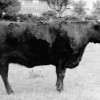 Farmer William Parnham with his bull