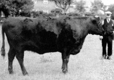 Farmer William Parnham with his bull
