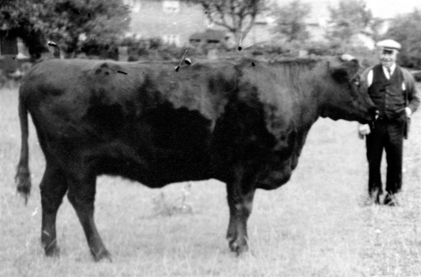 Farmer William Parnham with his bull Farmer William Parnham with his bull
