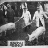 Farmer Harry Daybell driving his prize pigs.