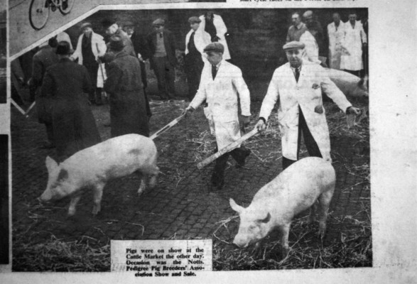 Farmer Harry Daybell driving his prize pigs.