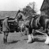 A heavy horse in farmyard