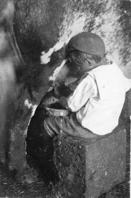 Young George Marsh milking a cow