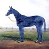 Painting of racehorse 'Common Good'
