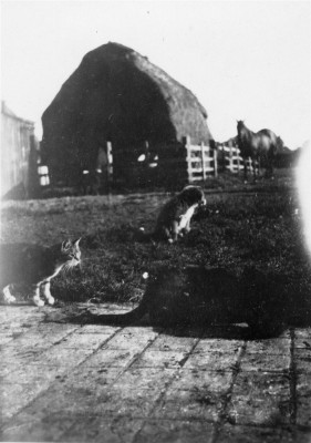 Farmyard scene at Acacia Farm Farmyard scene at Acacia Farm
