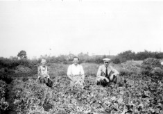 Working in the Nursery, Nottingham Road, Bottesford