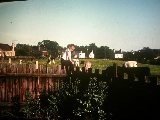 Carter family garden, cows in pasture beyond