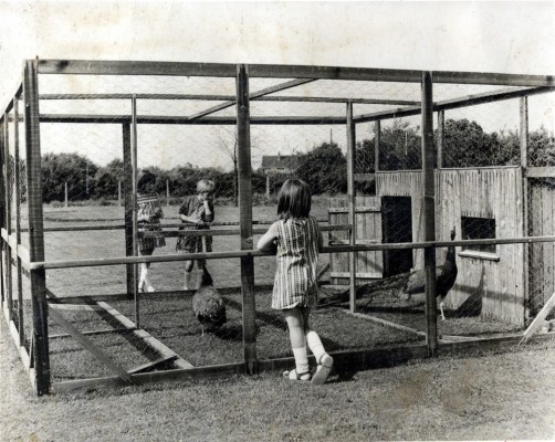 Peacock breeding at Bottesford Secondary School