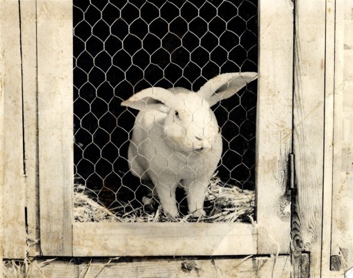 Rabbit breeding at Bottesford Secondary School
