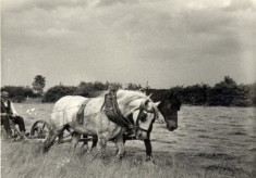 Albert Calcraft Mowing hay in the 1930s