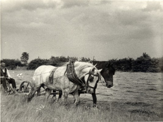Albert Calcraft Mowing hay in the 1930s