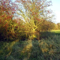 The SINC in Autumn