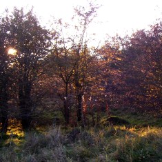 The SINC in Autumn