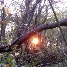 The SINC in Autumn