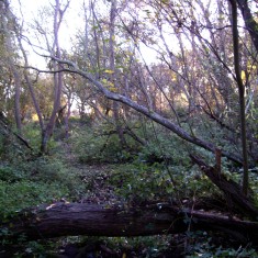 The SINC in Autumn