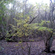 The SINC in Autumn