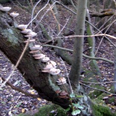 The SINC in Autumn