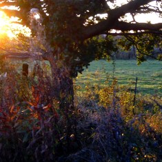 The SINC in Autumn