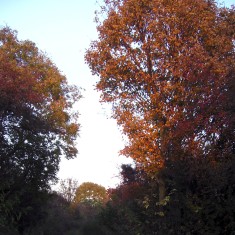 The SINC in Autumn