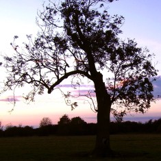 The SINC in Autumn