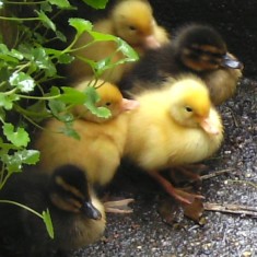 Spring, Summer, Autumn, Winter