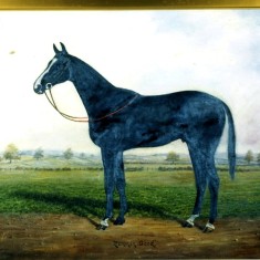 Alec Marsh's horse 