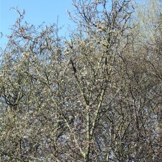 Blackthorn___blue_sky_crop Just a hint of green here and there shows that leaves are beginning to open