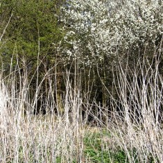 Blackthorn___dead_grass Dead grasses create a ghosly effect along the track