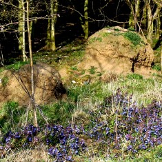 Supra Ant Hills