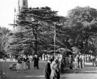 The cedar on the rectory lawn