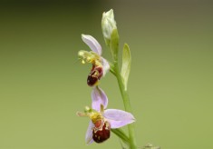 The Bee Orchid