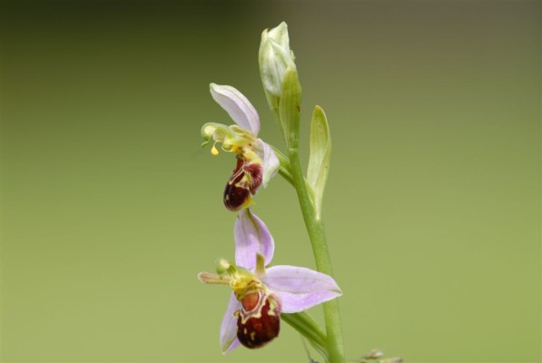 Bee orchid in flower