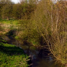 Supra Willow on the bank of the Devon