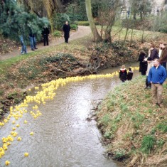 Duckrace_2002_1_v2 The peleton, where everyone wears the yellow jersey.