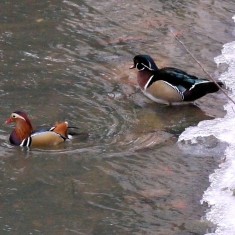 Frost_Dec2010_11_ducks Ducks on the river
