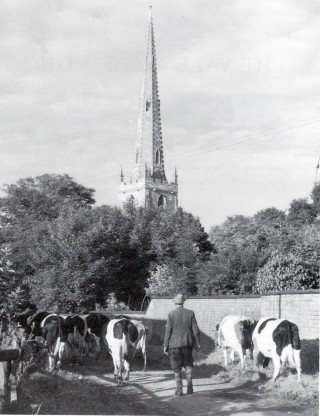 Len Palmer with Fresian herd, 1950s