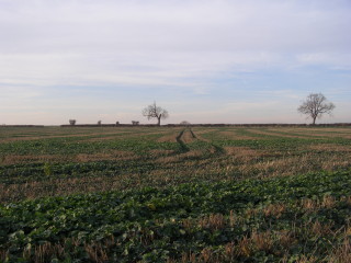Muston's 'clayey desert'.