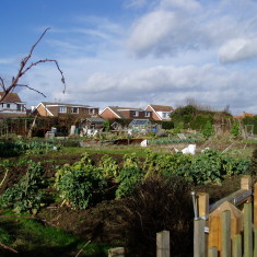 OLYMPUS DIGITAL CAMERA Pinfold Lane Allotments