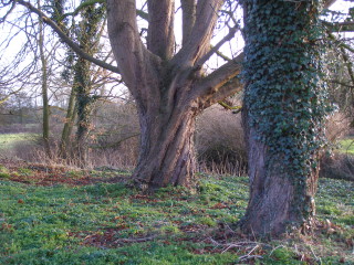 Trees on the bank of the River Devon, Muston