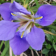 OLYMPUS DIGITAL CAMERA A Rather Special Garden