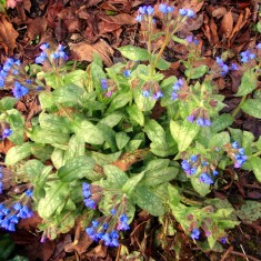 OLYMPUS DIGITAL CAMERA A Rather Special Garden