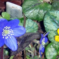 OLYMPUS DIGITAL CAMERA A Rather Special Garden