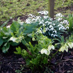 OLYMPUS DIGITAL CAMERA A Rather Special Garden