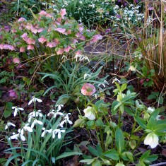 OLYMPUS DIGITAL CAMERA A Rather Special Garden