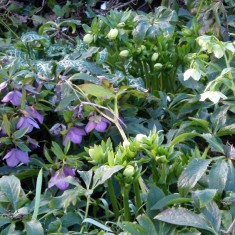 OLYMPUS DIGITAL CAMERA A Rather Special Garden