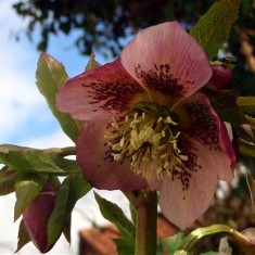 OLYMPUS DIGITAL CAMERA A Rather Special Garden