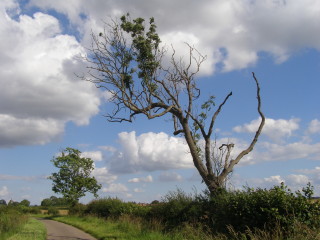 OLYMPUS DIGITAL CAMERA Muston Lane