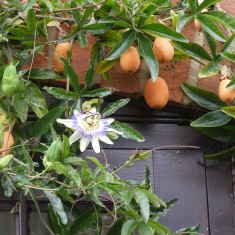 Spring, Summer, Autumn, Winter