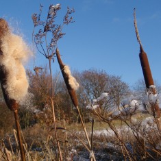 OLYMPUS DIGITAL CAMERA Reedmace, Grantham Canal
